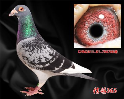 华顺德双关41名父亲 甘纳斯【快速鸽王家族】