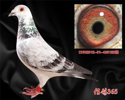 实战花鸽【吐尼尔】多关快速种雌