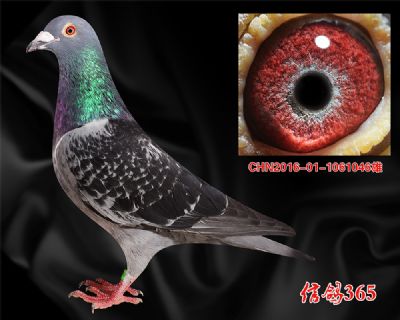 中距离恶劣气候【凡王路易】实战种鸽