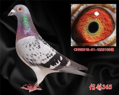 【威廉.吉尔特】 快速稳定 实战种鸽