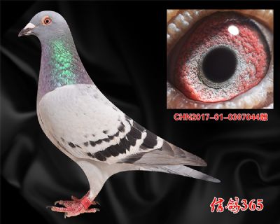 克拉克613【双关快速家族】特留种鸽