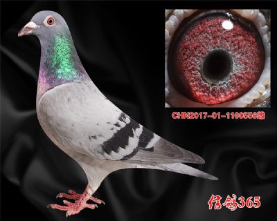 爱亚卡普 邦德007 【300600公里】实战种鸽