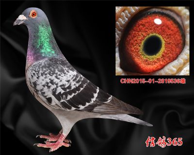 【传奇铭鸽】佛巴斯46 近亲种雄