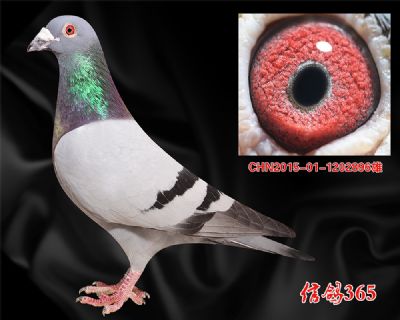 【鸽王季军平辈】盖比 白腹号近血种雄