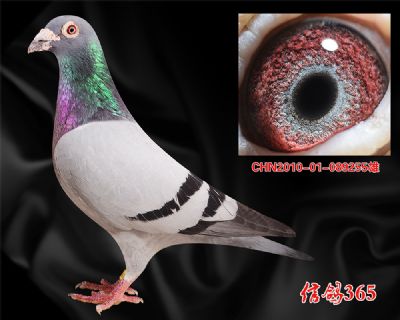 【鸽王季军父亲】盖比.大铭鸽白腹号 近血种雄
