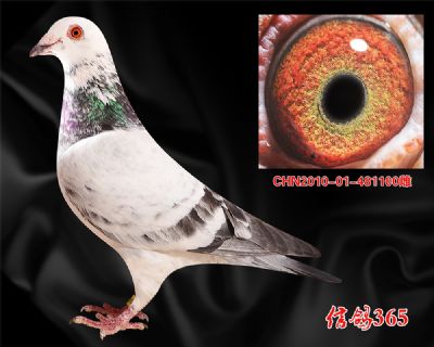 【多关实战快速】 吐尼尔金母