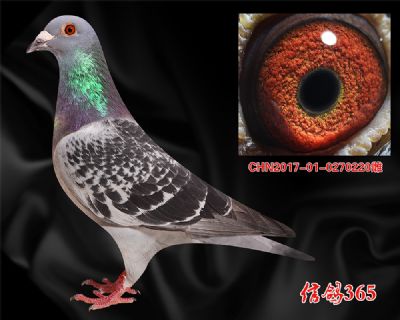 山区 丛林 恶气候【凡王路易】实战种雌