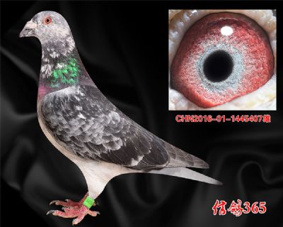 实战花鸽【吐尼尔父子】经典种雄