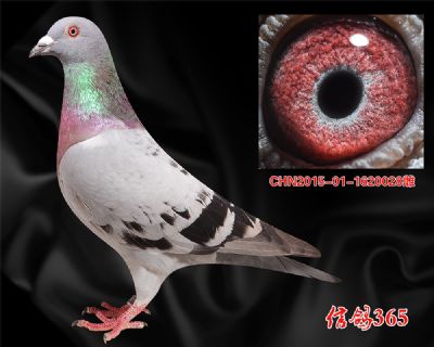 【不朽铭鸽】佛巴斯46 多重近血
