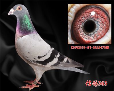 克拉克詹森【早熟 快速】精品实战种雌