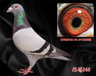 波西瓦【中距离快速】实战种雄