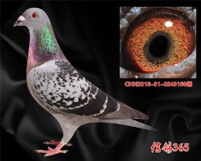 威廉.吉尔特【恶劣气候稳定快速】实战种雌