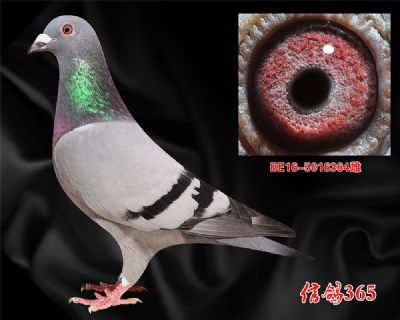 《原环》卡洛,范隆佩