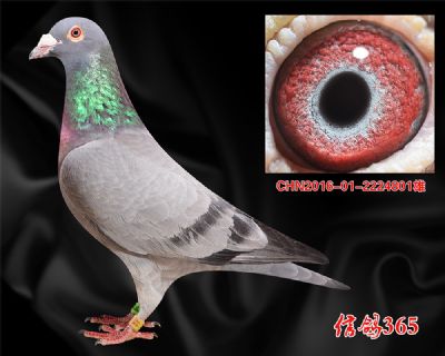 爱亚卡普【邦德007】近亲特留 石板种雄
