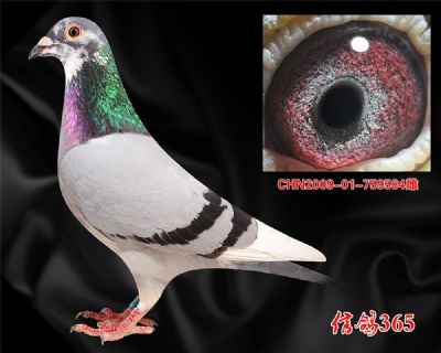 鸽王缔造金母【电脑 戈马力 公棚专家】