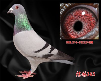 《原环》亚伯特.德瓦 艾迪詹森矿山号之孙女