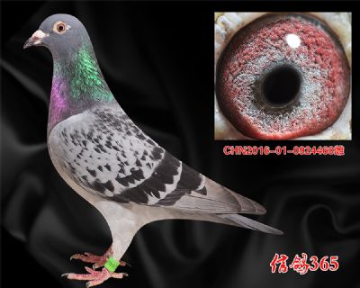 甘纳斯【总统号】多重近亲种雌