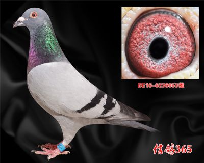 《原环中长距离强豪》威姆。迪特洛伊