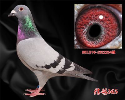 《原环》亚伯特.德瓦 鸽王冠军之孙