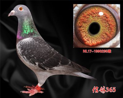 《荷兰圆环》杨.艾斯克斯 狮子王孙女