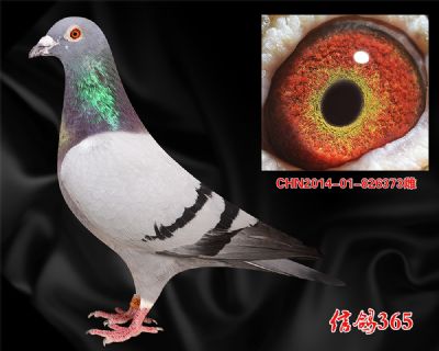 世界伟大赛鸽【甘纳斯总统号】多重近血