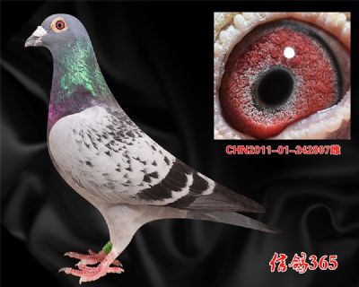 麦克.甘纳斯【假日先生】近血孙女