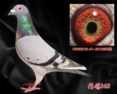 【多关快速】杨欧瓦克483近血