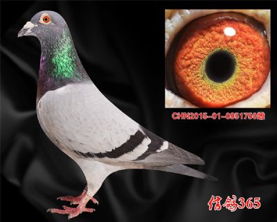 【波治先生】吉诺.克里克 近血种鸽