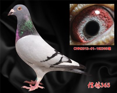 奥林匹克中短距离专家【佛科克父子】原环子代