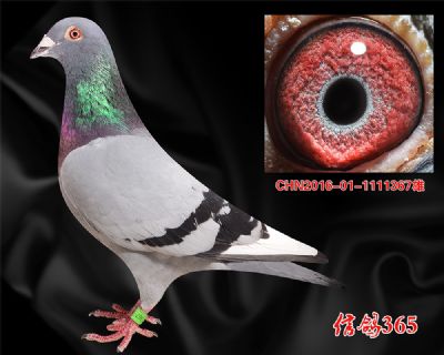 荷兰中短距离名家【佛科克】原环子代