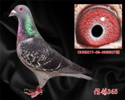 公棚两站亚军