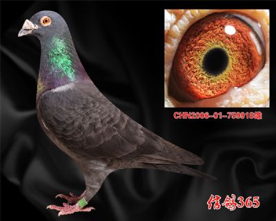 【黑色贝罗佛】荷兰杨迪汉 贝罗佛曾孙