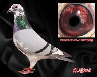 公棚决赛55名