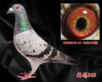 【300500公里快速】克拉克 种雌