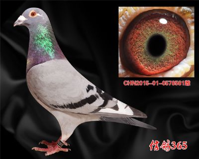 杨欧瓦克483 近血种雌