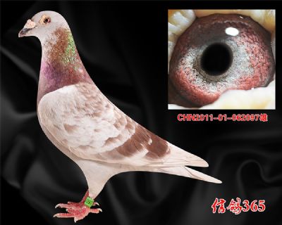 【四关鸽王家族】范德.佛拉斯 詹森 种雄