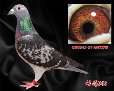 中长距离稳定快速【凡王路易】种雌