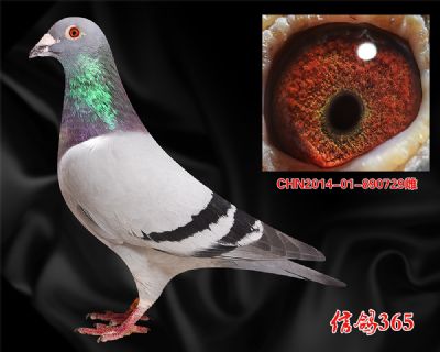 葛斯顿 奶酪小子 近血种雄