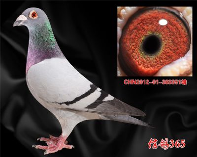 中短距离霸主【波西瓦】种雄