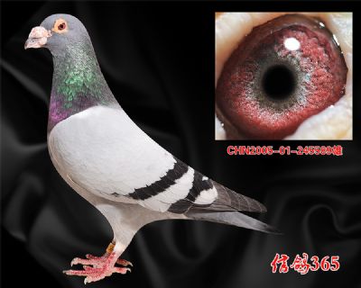 冠军鼻祖【佛巴斯46】源头超级种鸽
