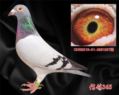 实战精品【奶酪小子】特留种雌