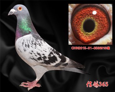 【早熟 快速】神奇詹森克拉克 种雄