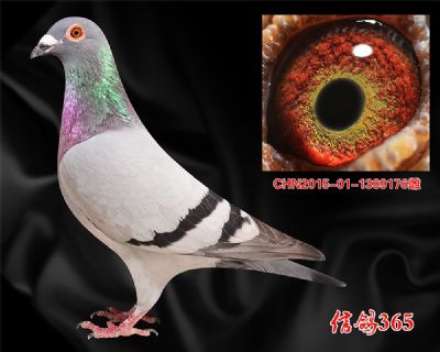 【比利时波治先生】吉诺.克里克 种雌