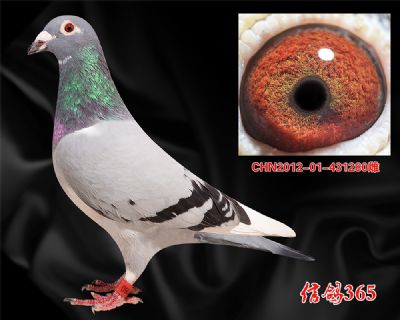 比利时“波治先生” 吉诺.克里克 种雌