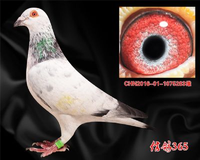 【伟大神秘鸽系】吐尼尔父子 经典种雄