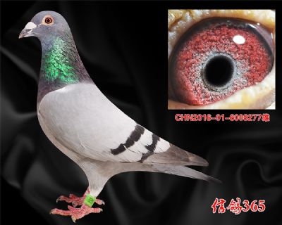 【公棚中短距离快速鸽】波西瓦 雄