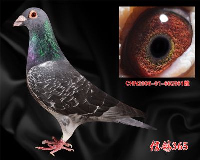 《推荐》凡王路易