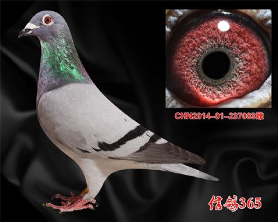 【佛科克】中距离快速【联翔24名母亲】