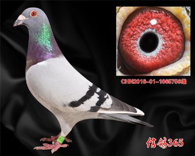 【杨欧瓦克】多关快速实战种雄