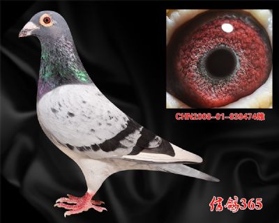 【双关20名】盖比.大铭鸽白腹号 近血高辈份种鸽